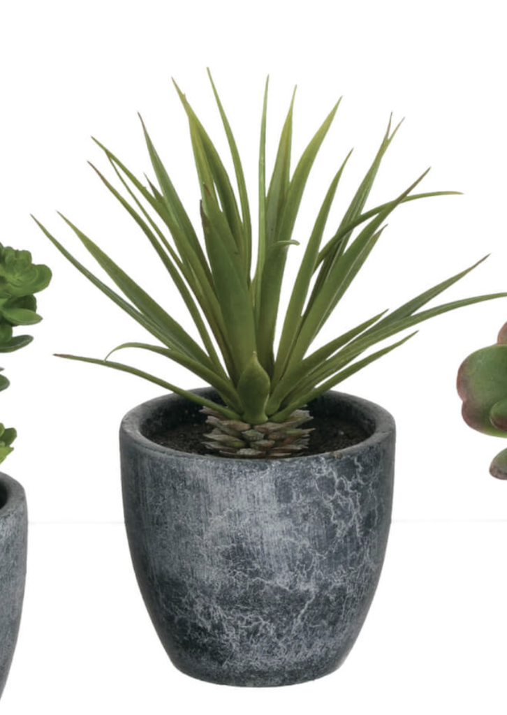Potted Succulent